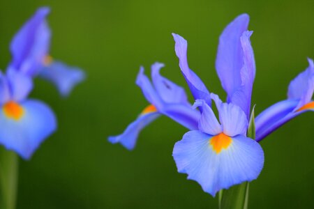 Blossom nature bloom photo