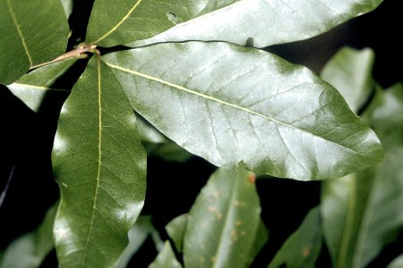 Quercus imbricaria NRCS-1