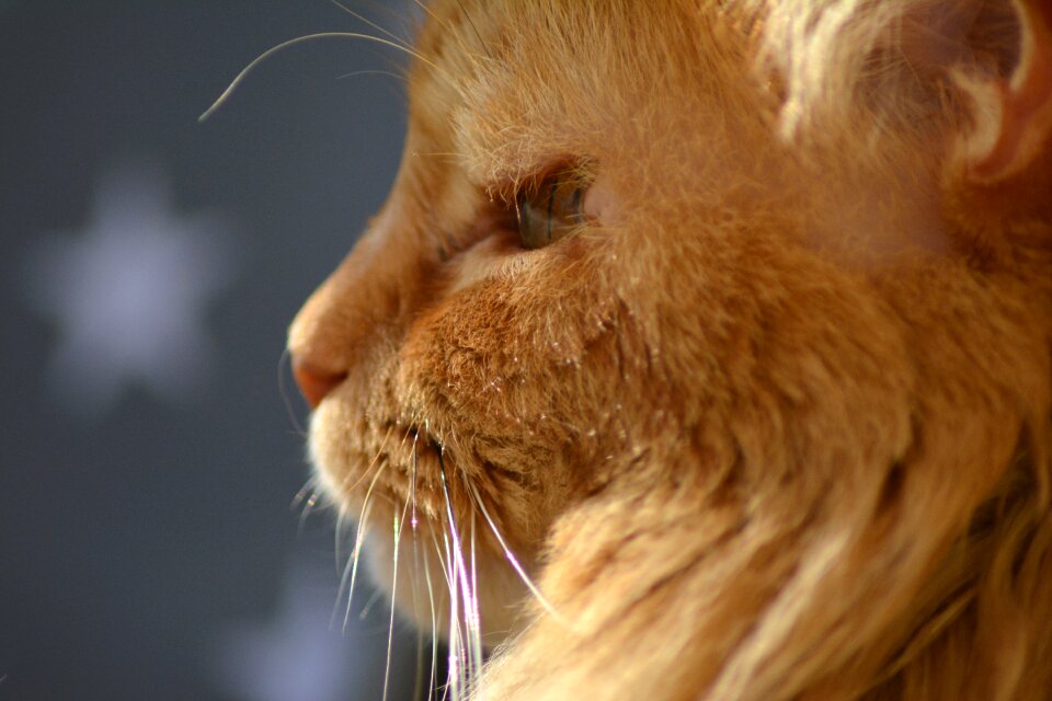 Nose cat nose schnätzchen