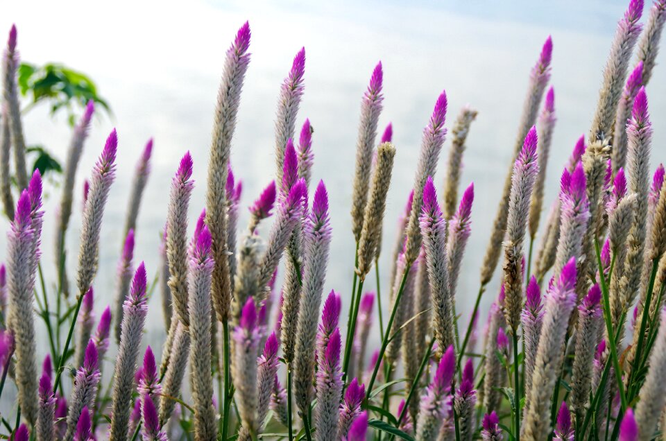 Bouquets wild flora photo