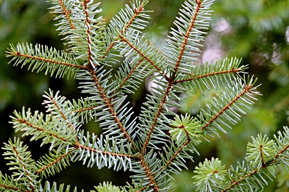 Branch needles evergreen