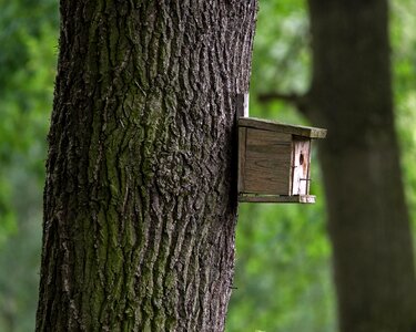 Nature tribe bark photo