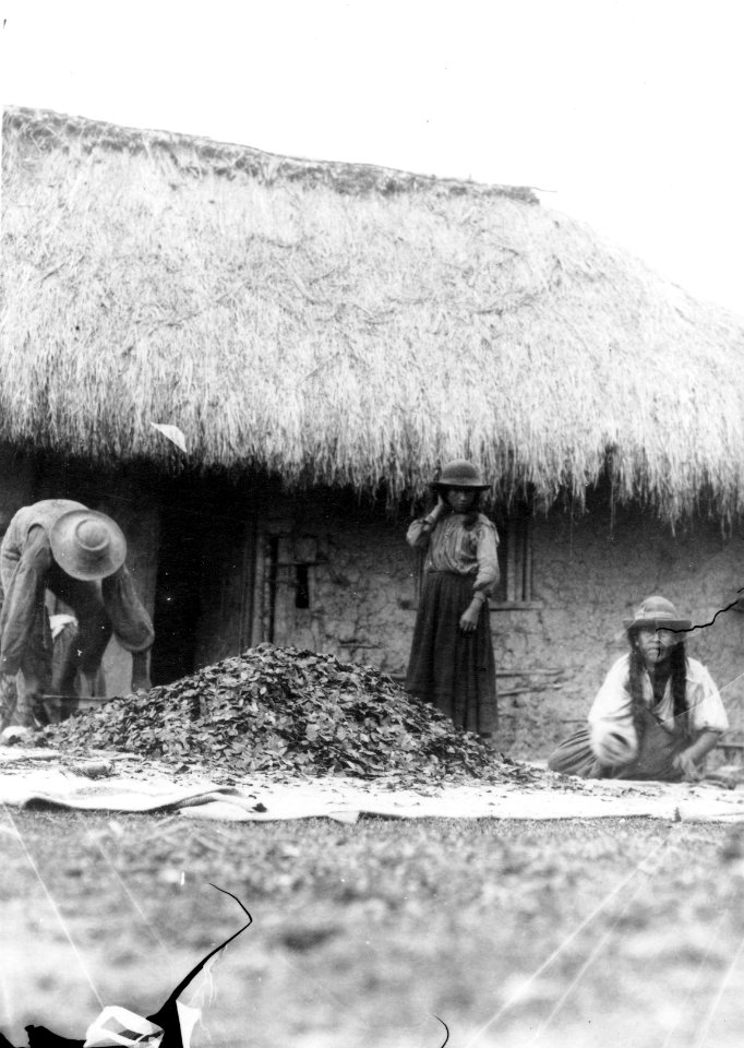 Quichuaindianer torka cocablad. Moxos Province. Bolivia - SMVK - 002372