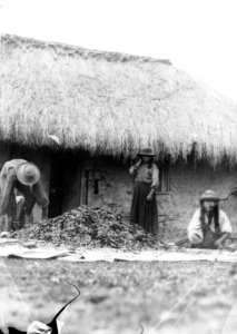 Quichuaindianer torka cocablad. Moxos Province. Bolivia - SMVK - 002372