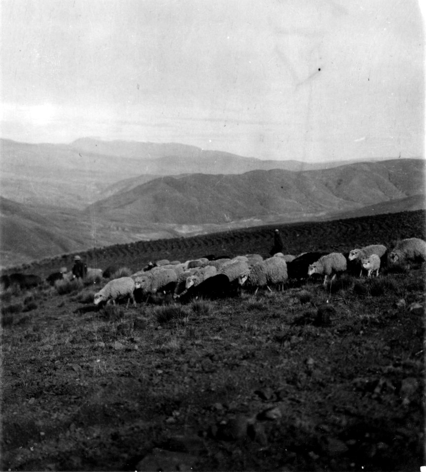 Quichuaindianskor valla får. Sydamerika, Cuchicanchi, Cochabamba-dalen, Bolivia - SMVK - 005769