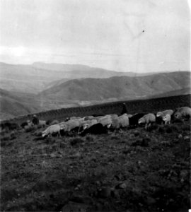 Quichuaindianskor valla får. Sydamerika, Cuchicanchi, Cochabamba-dalen, Bolivia - SMVK - 005769