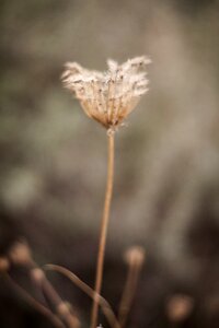 Spring spring flowers flowers photo