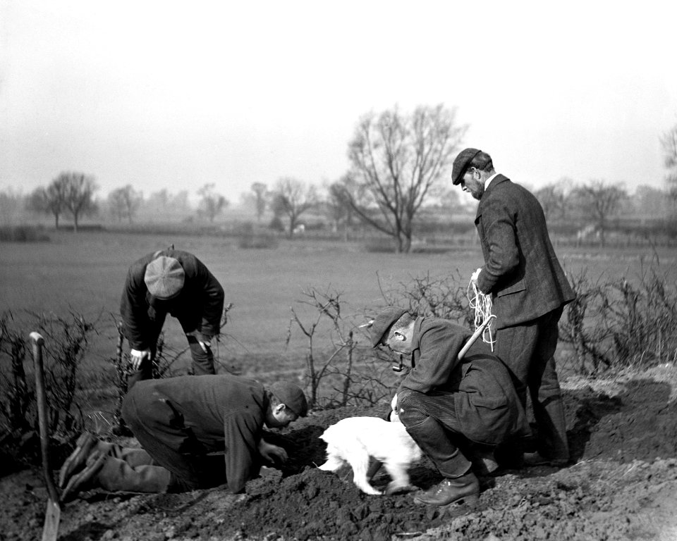 Rabbit ferreting YORYM-S154
