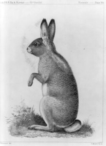 Rabbit standing on hind legs LCCN2004674687