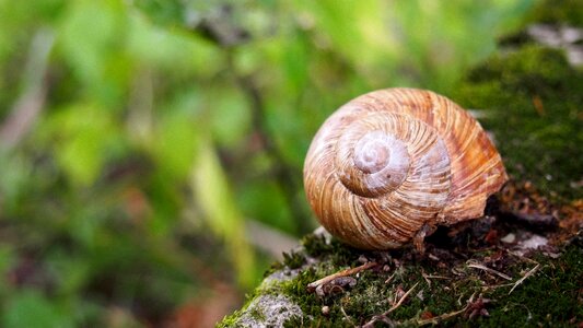 Crawl animal seashell