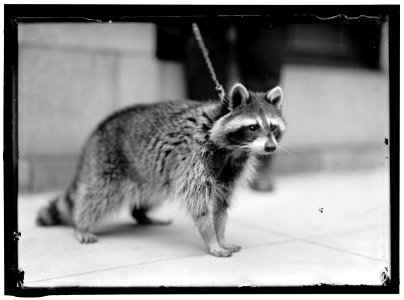 RACCOON LOC hec.03640