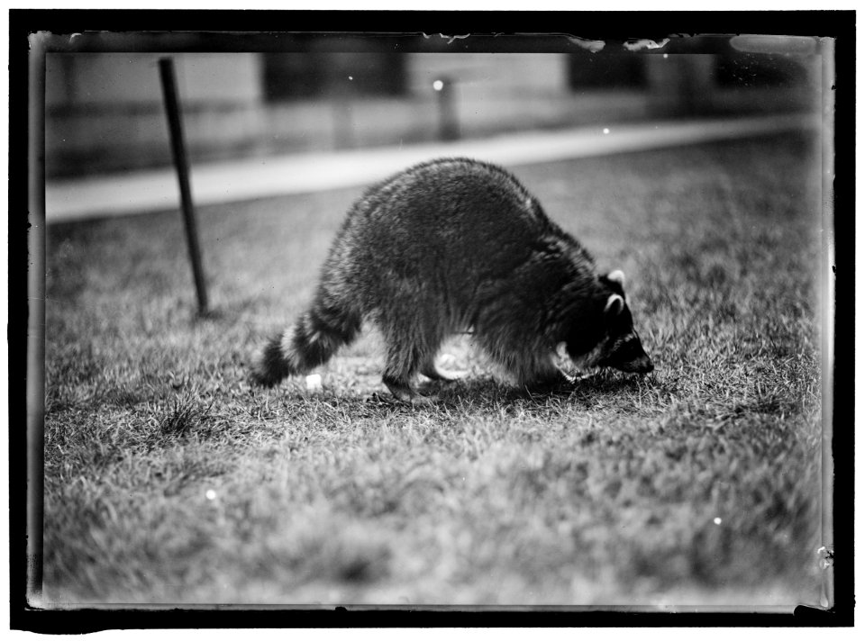 RACCOON LOC hec.03642