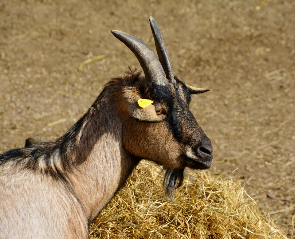 Animal animal world nature
