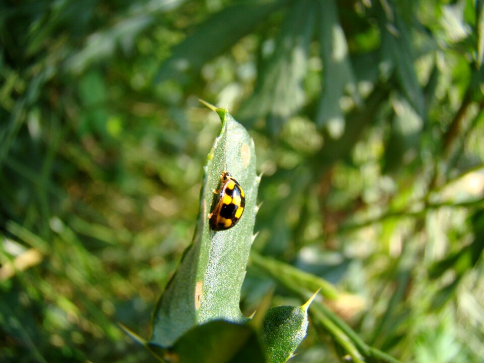 Ladybug insect insect on a leaf