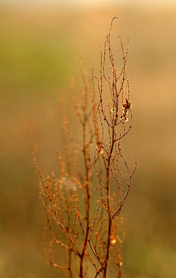 Dry plant sunrise