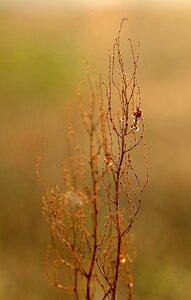 Dry plant sunrise photo