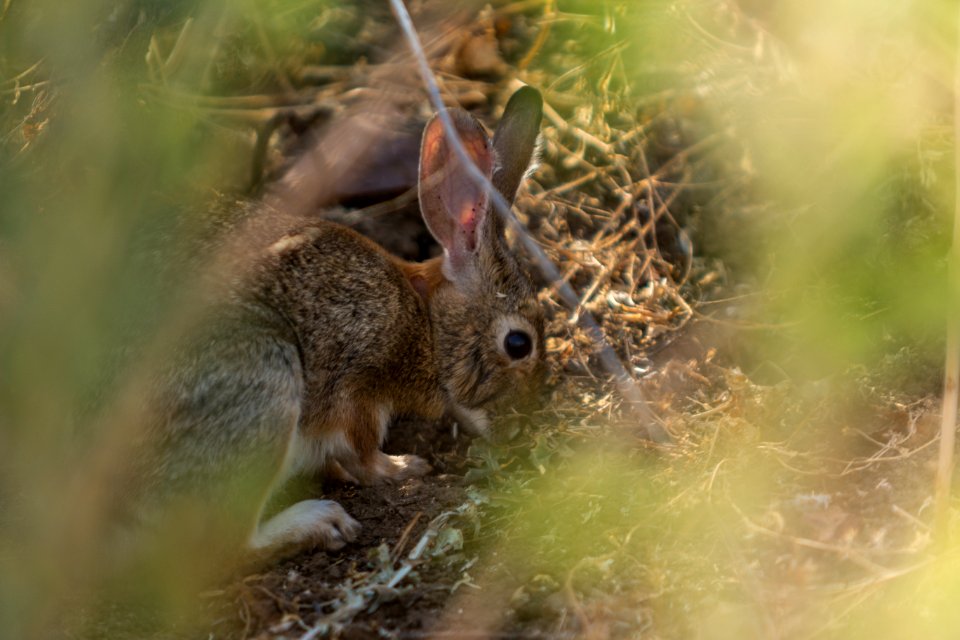 Rabbit (34753061604)
