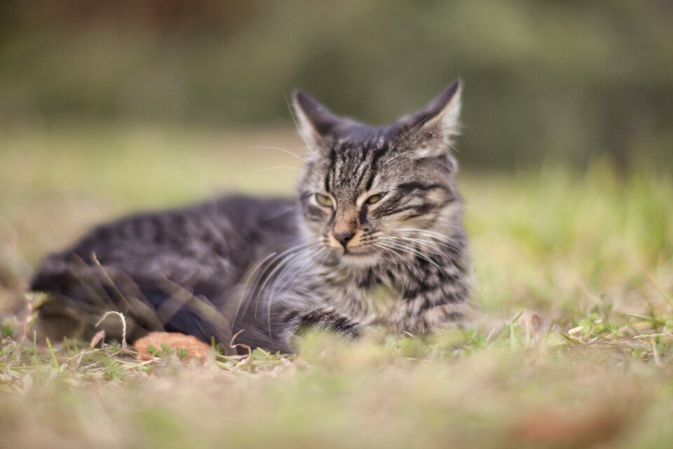 Cat eye animal portrait kitty