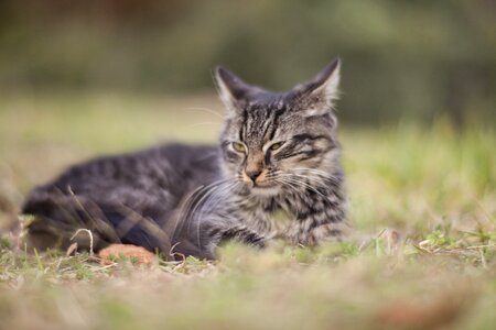 Cat eye animal portrait kitty