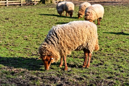 Ruminant even-toed livestock photo