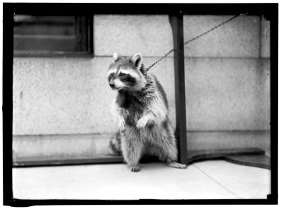 RACCOON LOC hec.03641