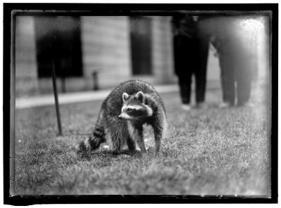RACCOON LOC hec.03643