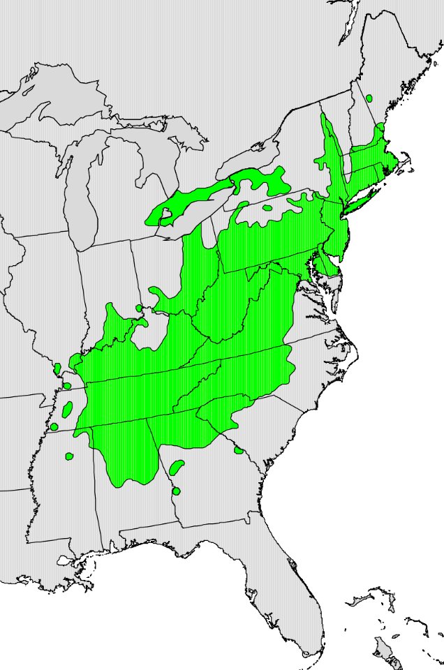 Quercus prinus range map
