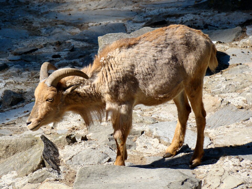 Nature zoo wild animal