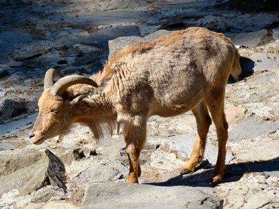 Nature zoo wild animal