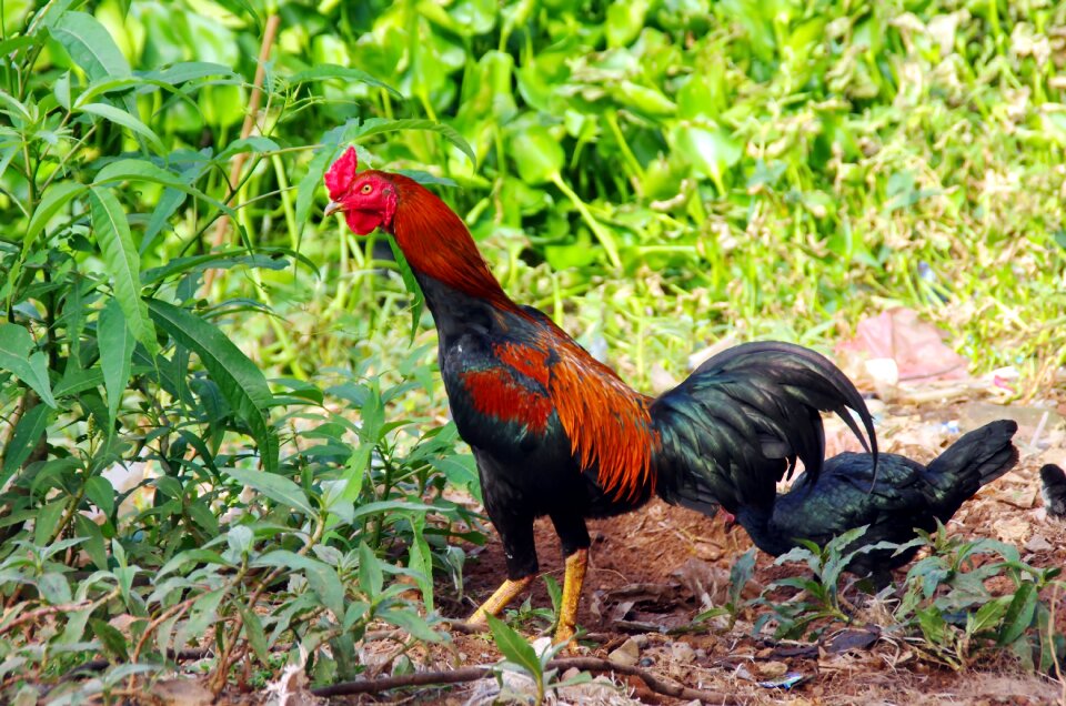 Color camail red crest photo