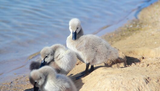 Bird wildlife lake