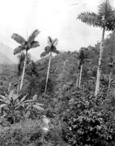 Quichuaindianska odlingar i dalgången. Lokal, Dalgång mellan S-a Rosa och Cochabamba, Bolivia - SMVK - 005574