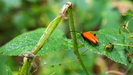 The beetles macro the delicacy photo