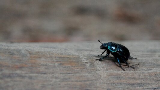 Insect macro closeup