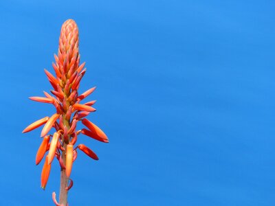 Orange madeira nature