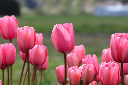 Nature floral summer photo