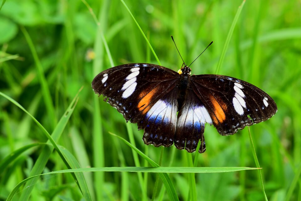 Summer outdoors green butterfly