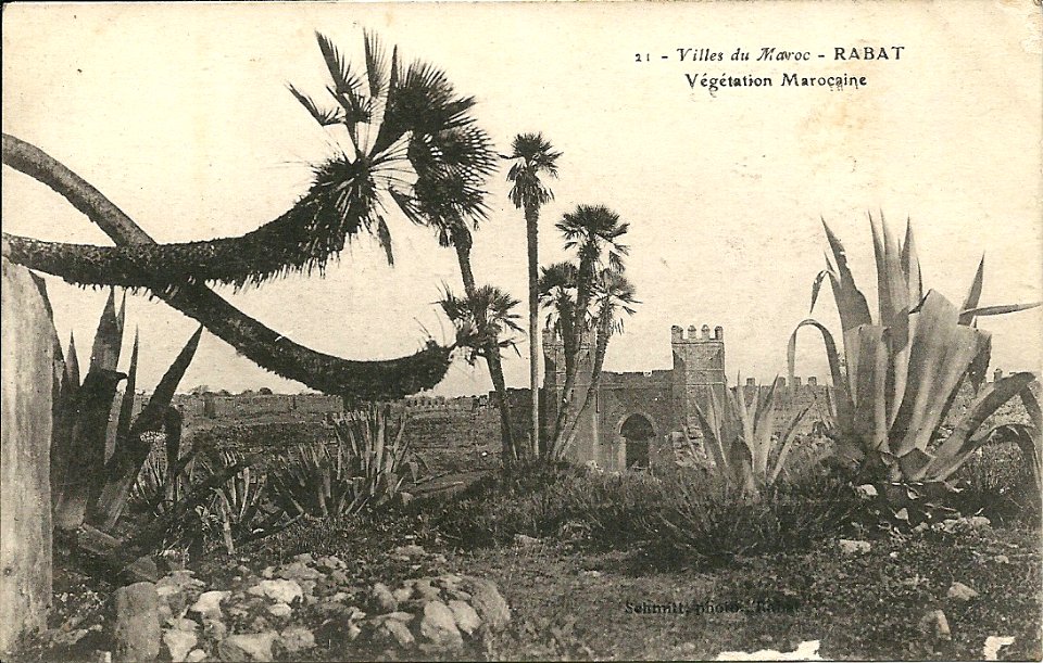 Rabat -Végétation 1919