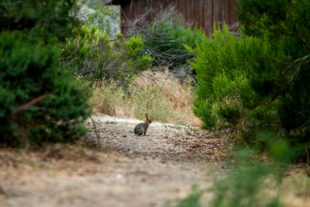 Rabbit (35207545700)