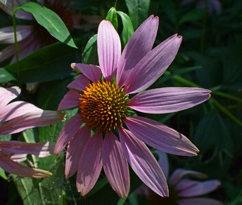 Flower blossom bloom