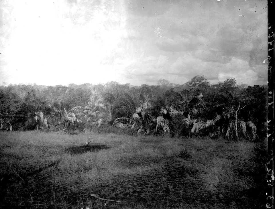 Raffiapalmer. S-te Marie de Marovoay. Madagaskar - SMVK - 021871