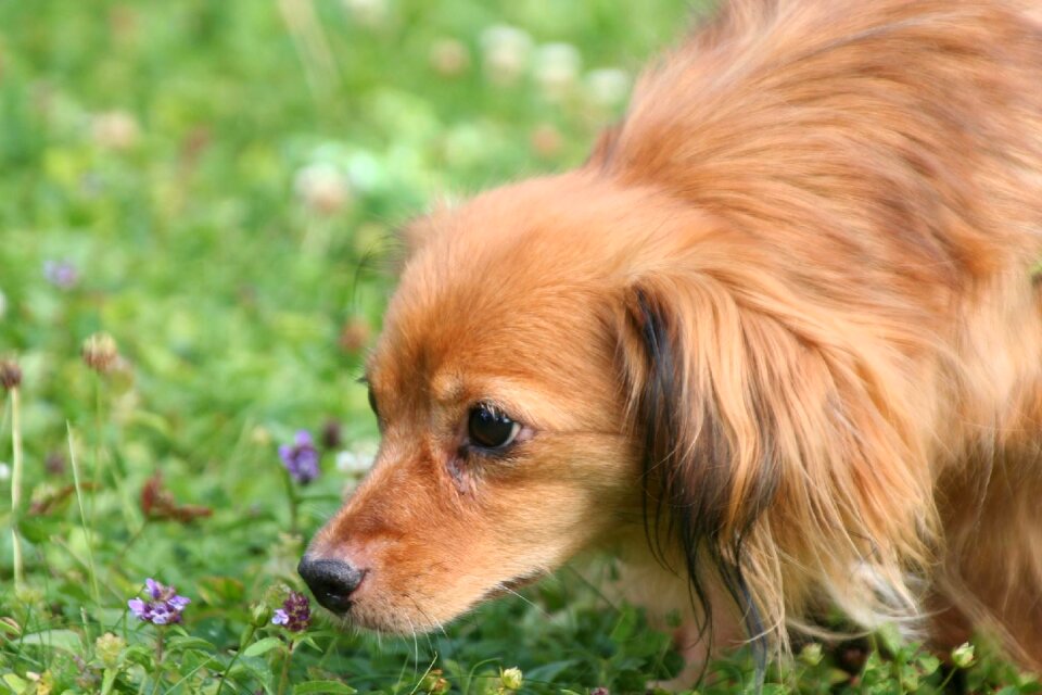 Dog cute Free photos
