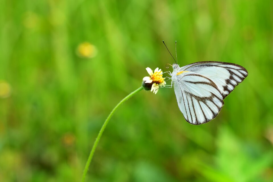 Summer outdoors green butterfly