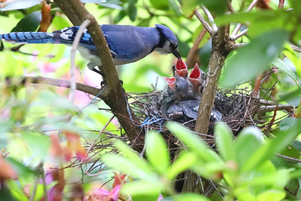 Wildlife eating feathers photo