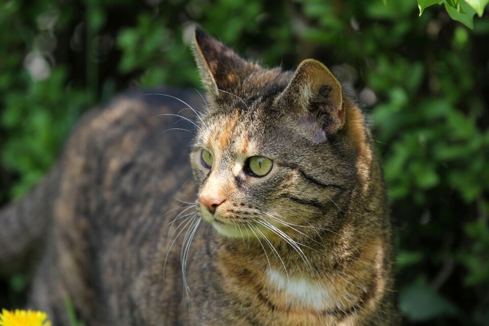 Cat pet Free photos