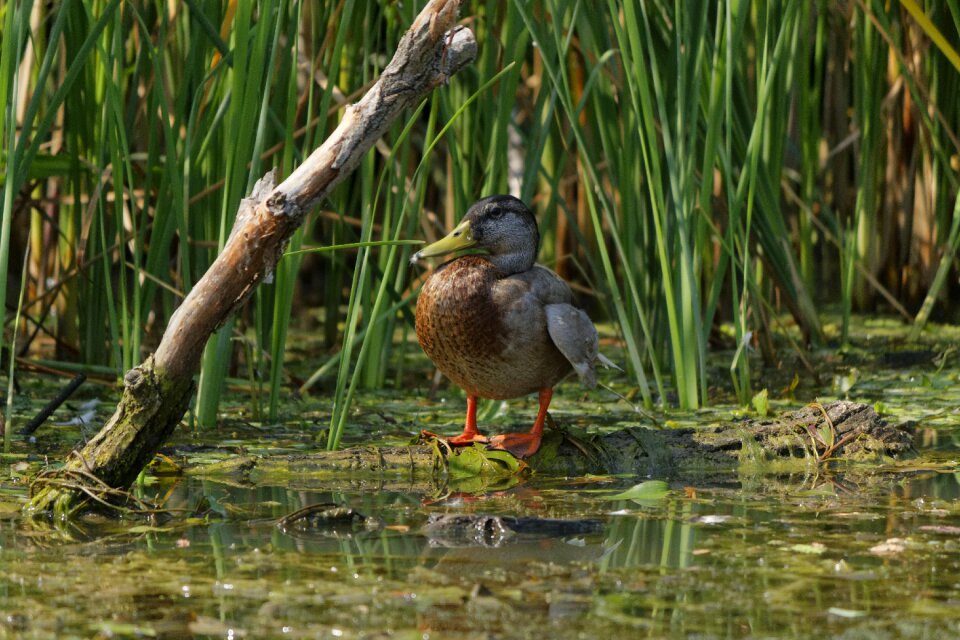 Pool animal duck