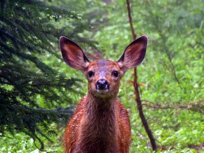 Yellowstone roe deer kitz