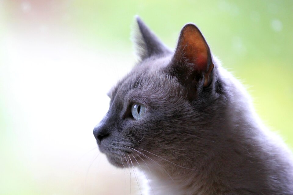 Pet animal grey