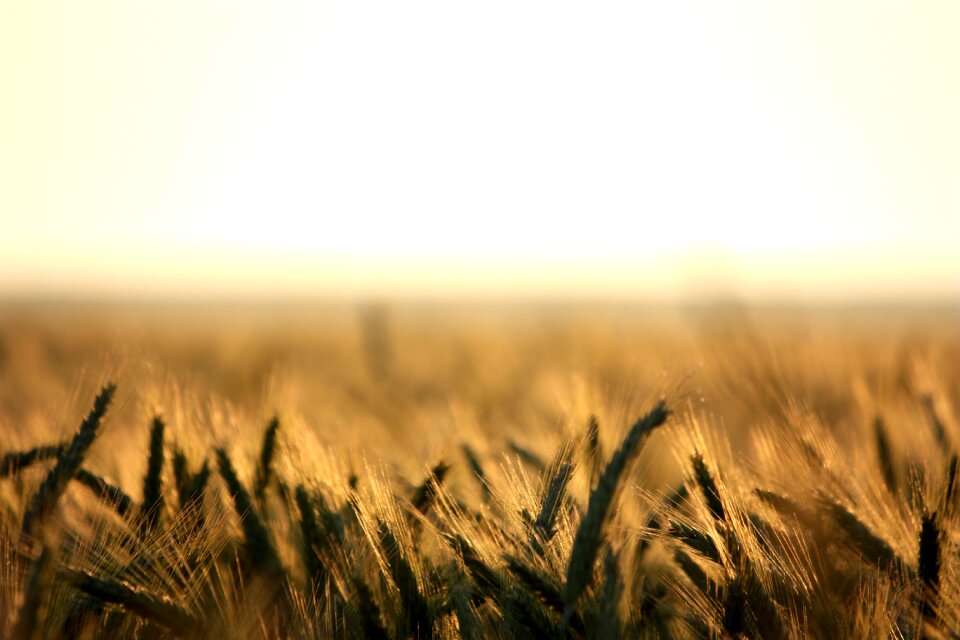 Sunset straw rodenäs
