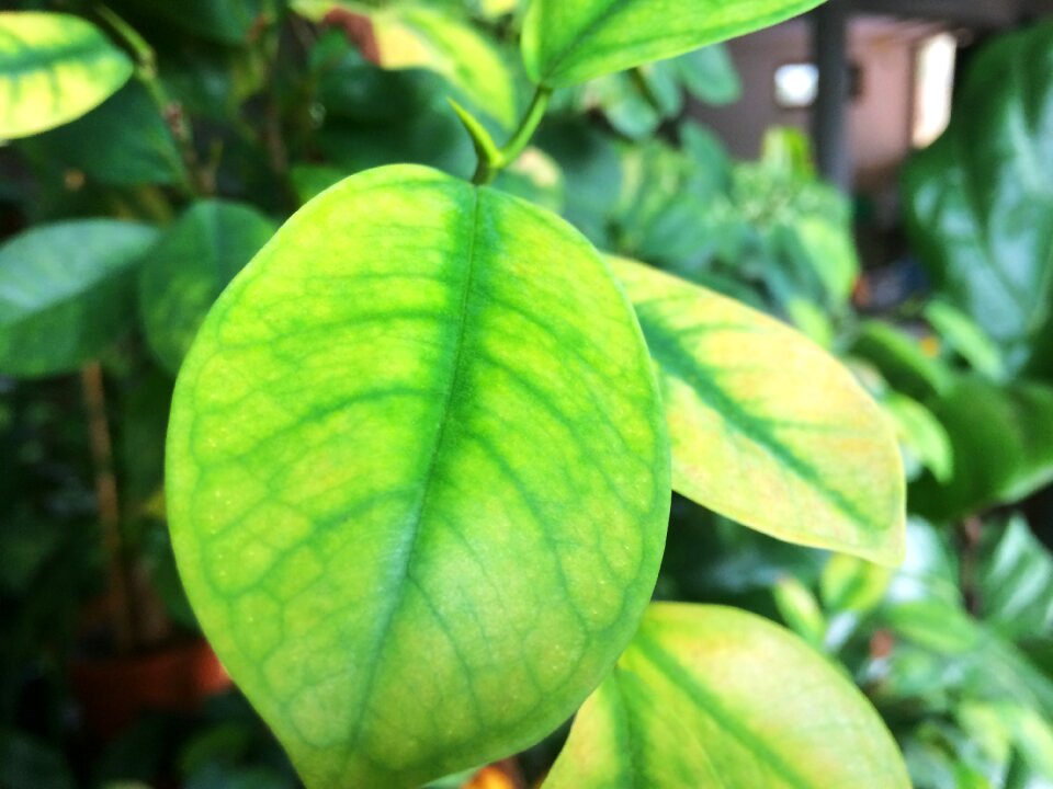 Grain green leaves